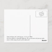 エジプト猫 ポストカード (裏面)