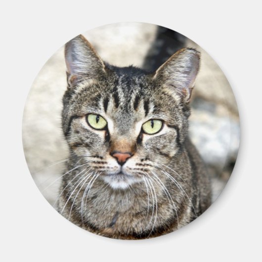 エジプト猫 マグネット (正面)