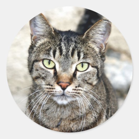 エジプト猫 ラウンドシール (正面)