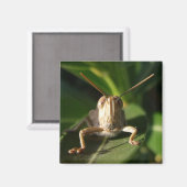 エジプト産キリギリス昆虫磁石 マグネット (正面/裏面)