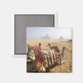 エジプト、カイロ。休息中のラクダ マグネット (正面/裏面)