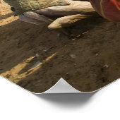 エジプト、カイロ。静止ラクダ ポスター (角)