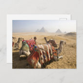 エジプト、カイロ。静止ラクダ ポストカード (正面/裏面)