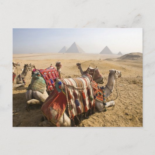 エジプト、カイロ。静止ラクダ ポストカード (正面)