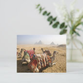 エジプト、カイロ。静止ラクダ ポストカード (スタンド正面)