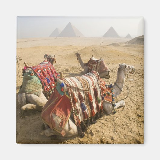 エジプト、カイロ。静止ラクダ マグネット (正面)