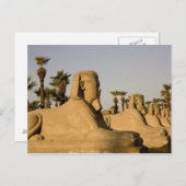 エジプト、ルクソール。スフィンクス通りは ポストカード (正面/裏面)