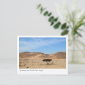 エジプト・南シナイの砂漠の木 ポストカード (スタンド正面)