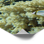 エジプト，紅海のサンゴと魚 ポスター (角)