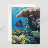 エジプト，紅海のサンゴと魚 ポストカード (正面/裏面)