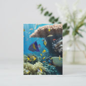 エジプト，紅海のサンゴと魚 ポストカード (スタンド正面)