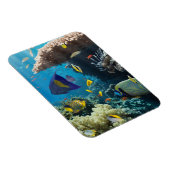 エジプト，紅海のサンゴと魚 マグネット (右側)