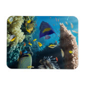 エジプト，紅海のサンゴと魚 マグネット (横)