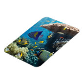 エジプト，紅海のサンゴと魚 マグネット (左側)