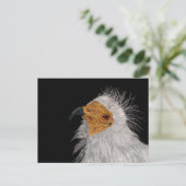 エジプ図解入りの、写真付きのトのハゲワシ ポストカード (スタンド正面)