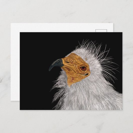 エジプ図解入りの、写真付きのトのハゲワシ ポストカード (正面/裏面)