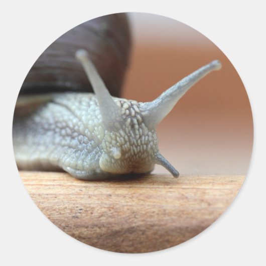 エスカルゴ ラウンドシール (正面)