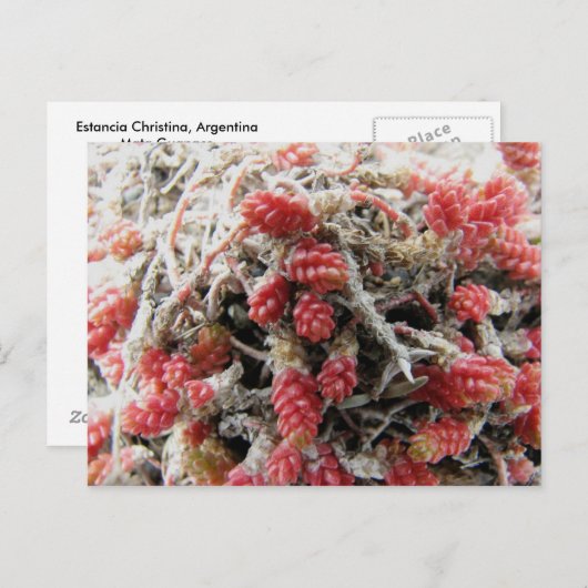 エスタンシア・クリスティーナ, アルゼンチン, マタ・グアナコ ポストカード (正面/裏面)