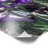 エセックスアイリス伯爵 フォトプリント            (角)