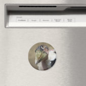 エゾウオ マグネット (インサイチュ (食洗機))