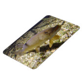 エゾクルシウス マグネット (左側)