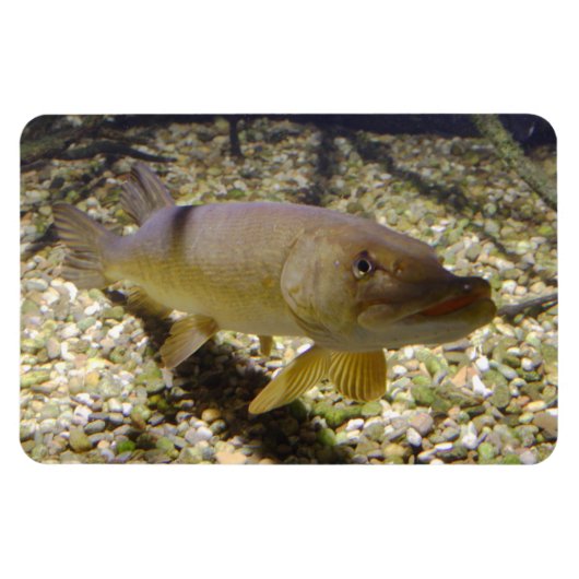 エゾクルシウス マグネット (横)