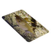 エゾクルシウス マグネット (右側)