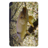 エゾクルシウス マグネット (縦)