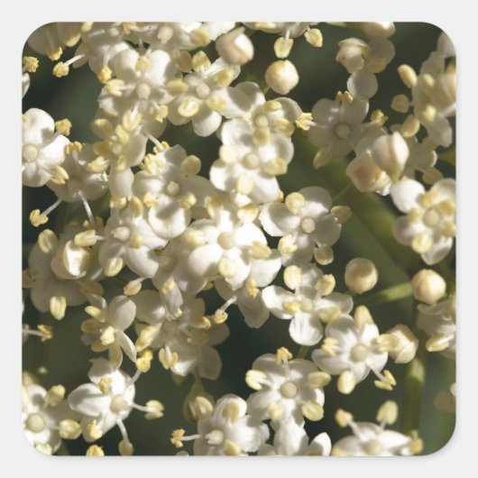 エダーベリーの花(Sambucus nigra) スクエアシール (正面)