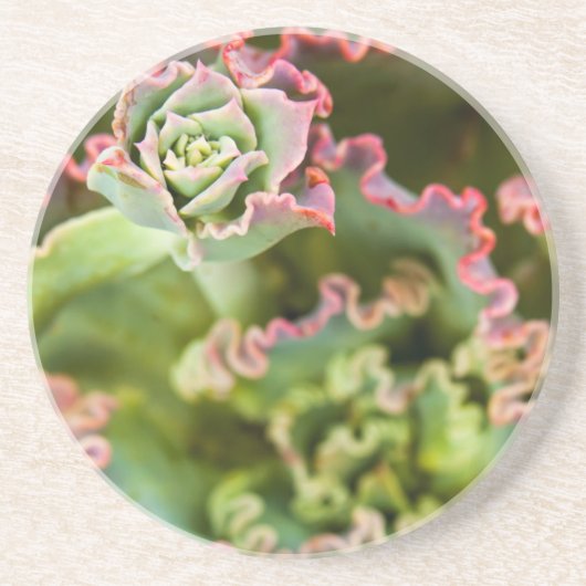 エチェベリアの芽 コースター (正面)