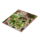 エチェベリアの芽 タイル (側面)