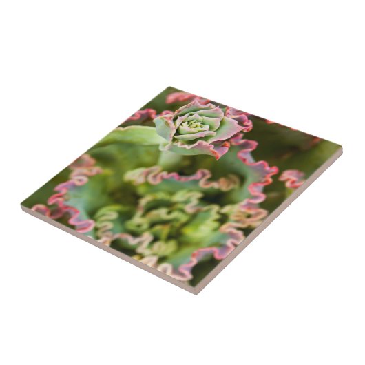 エチェベリアの芽 タイル (側面)