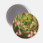 エチェベリア磁石 マグネット (正面/裏面)