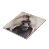 エチオピア,ジェラダバブーン タイル (側面)