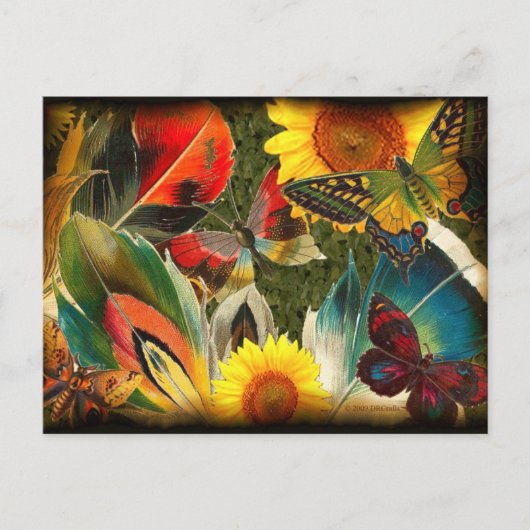 エッジがワイルド ポストカード (正面)