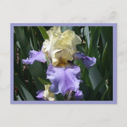 エディス・ウォルフォード ポストカード (正面)