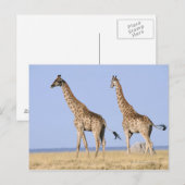 エトシャ国立公園、ナミビア ポストカード (正面/裏面)