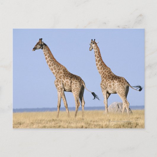 エトシャ国立公園、ナミビア ポストカード (正面)