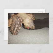 エドと靴下,スルカタ亀バスマット ポストカード (正面/裏面)