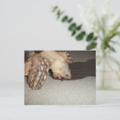 エドと靴下,スルカタ亀バスマット ポストカード (スタンド正面)