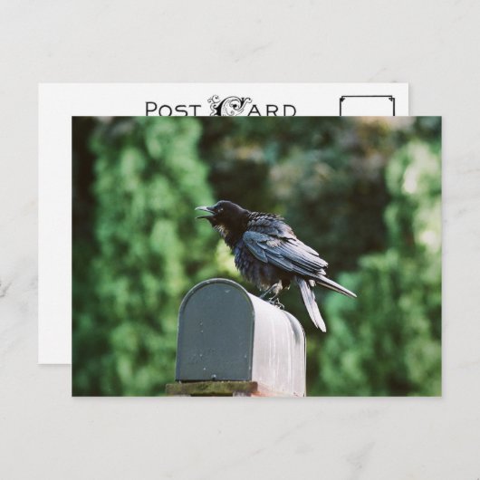 エドガー・アラン・クロウ葉書 ポストカード (正面/裏面)