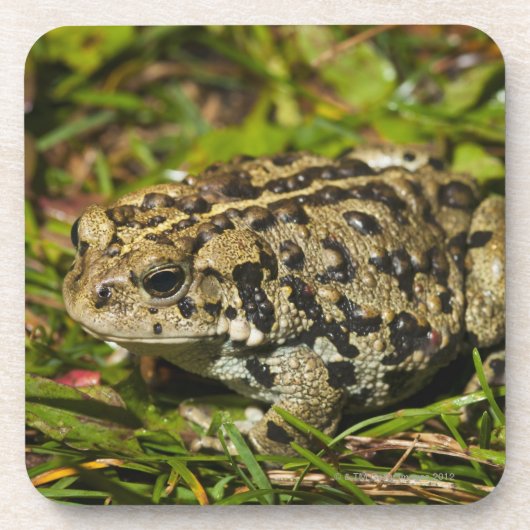 エドモントン、アルバータ、カナダ2 コースター (正面)