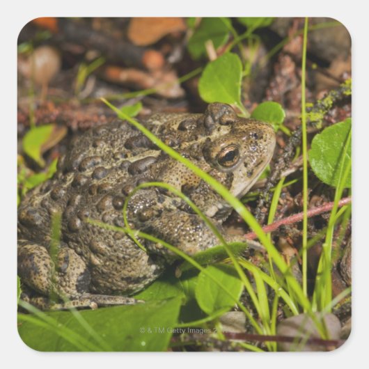 エドモントン、アルバータ、カナダ スクエアシール (正面)