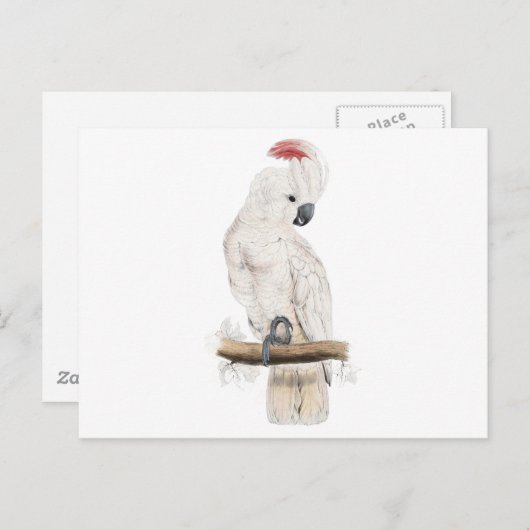 エドワード・リアのサーモン・クレステッド・コカットー ポストカード (正面/裏面)