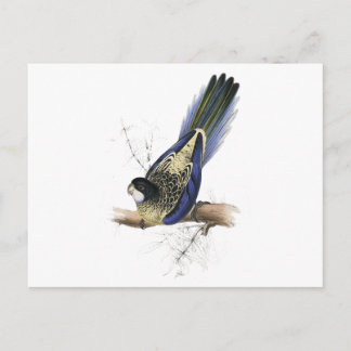 エドワード・リアのブラウンズパラケート ポストカード