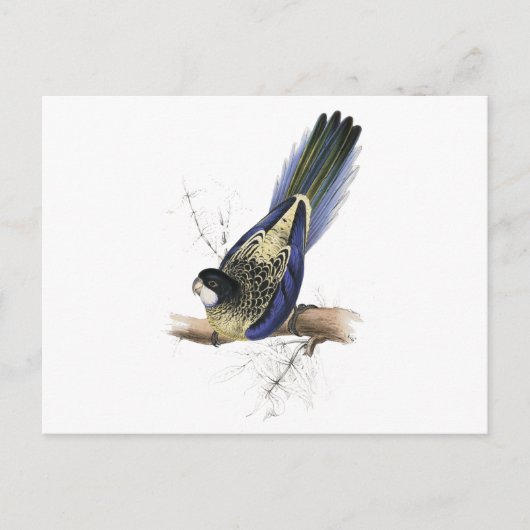 エドワード・リアのブラウンズパラケート ポストカード (正面)