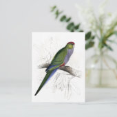 エドワード・リアの赤い帽子をかぶったパラケート(女性) ポストカード (スタンド正面)