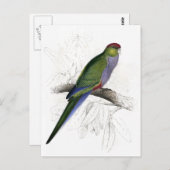 エドワード・リアの赤い帽子をかぶったパラケート(女性) ポストカード (正面/裏面)