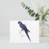 エドワード・リア著Hyacinthine Maccaw ポストカード (スタンド正面)