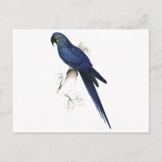 エドワード・リア著Hyacinthine Maccaw ポストカード